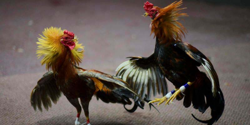 Khám phá một cách tổng quan về sảnh đá gà socolive
